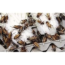 81CZN+ccUSL._AC_UL210_SR210,